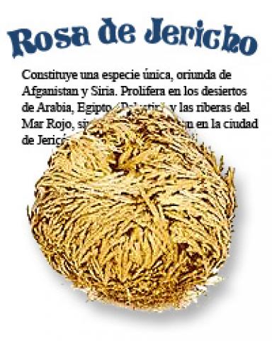 ROSA DE JERICO GIGANTE| Comprar en ProductosEsotericos.com